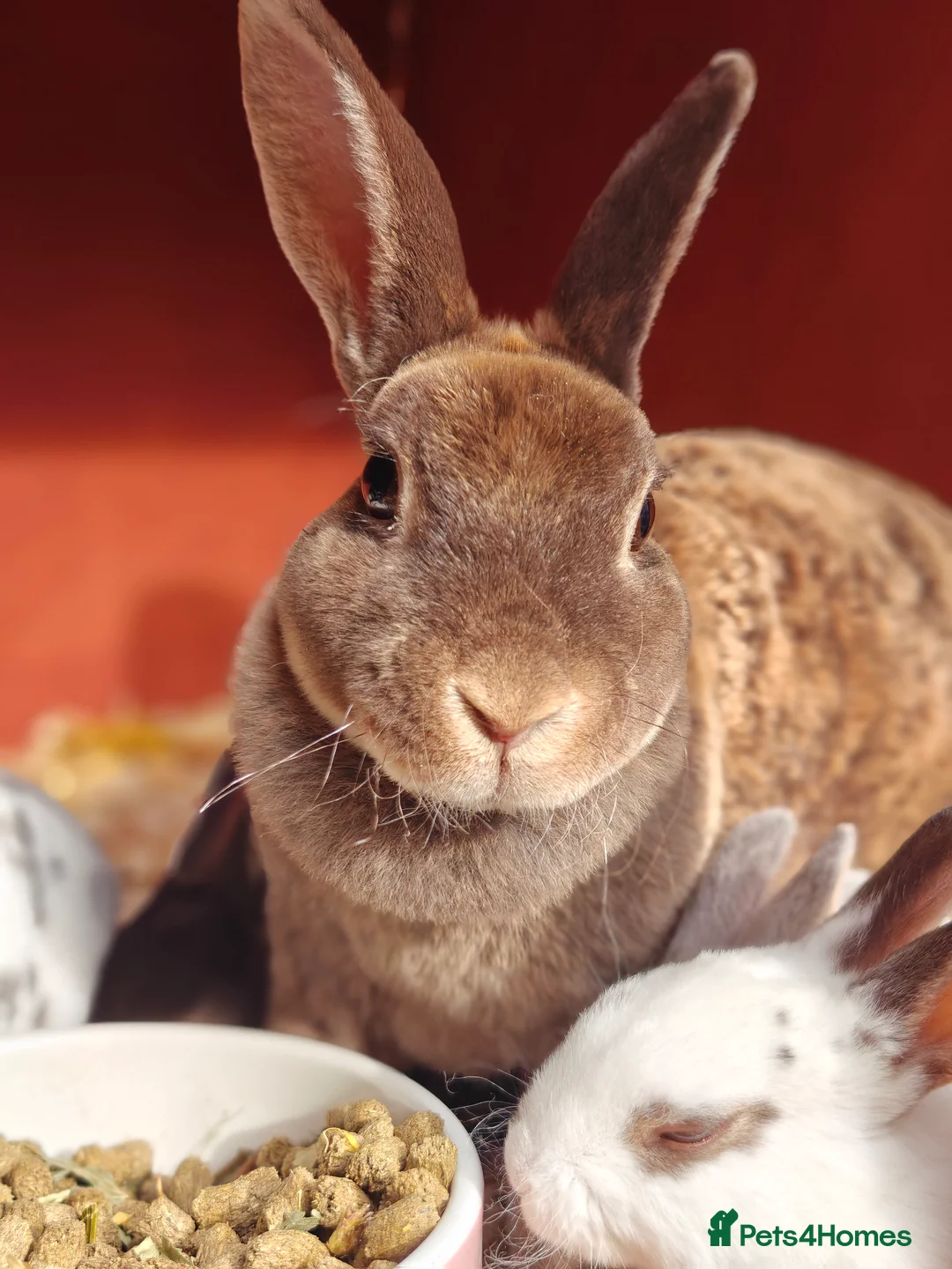 Rex rabbits for sale: Mini Rex Does - Advert 23