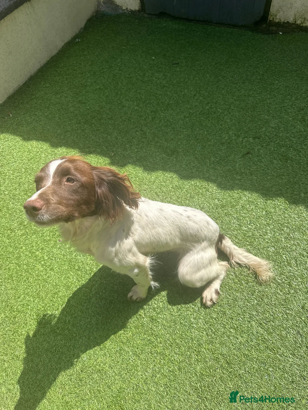 English Springer Spaniel dogs for sale: English springer spaniel bitch 12 months old l&w - Advert 2