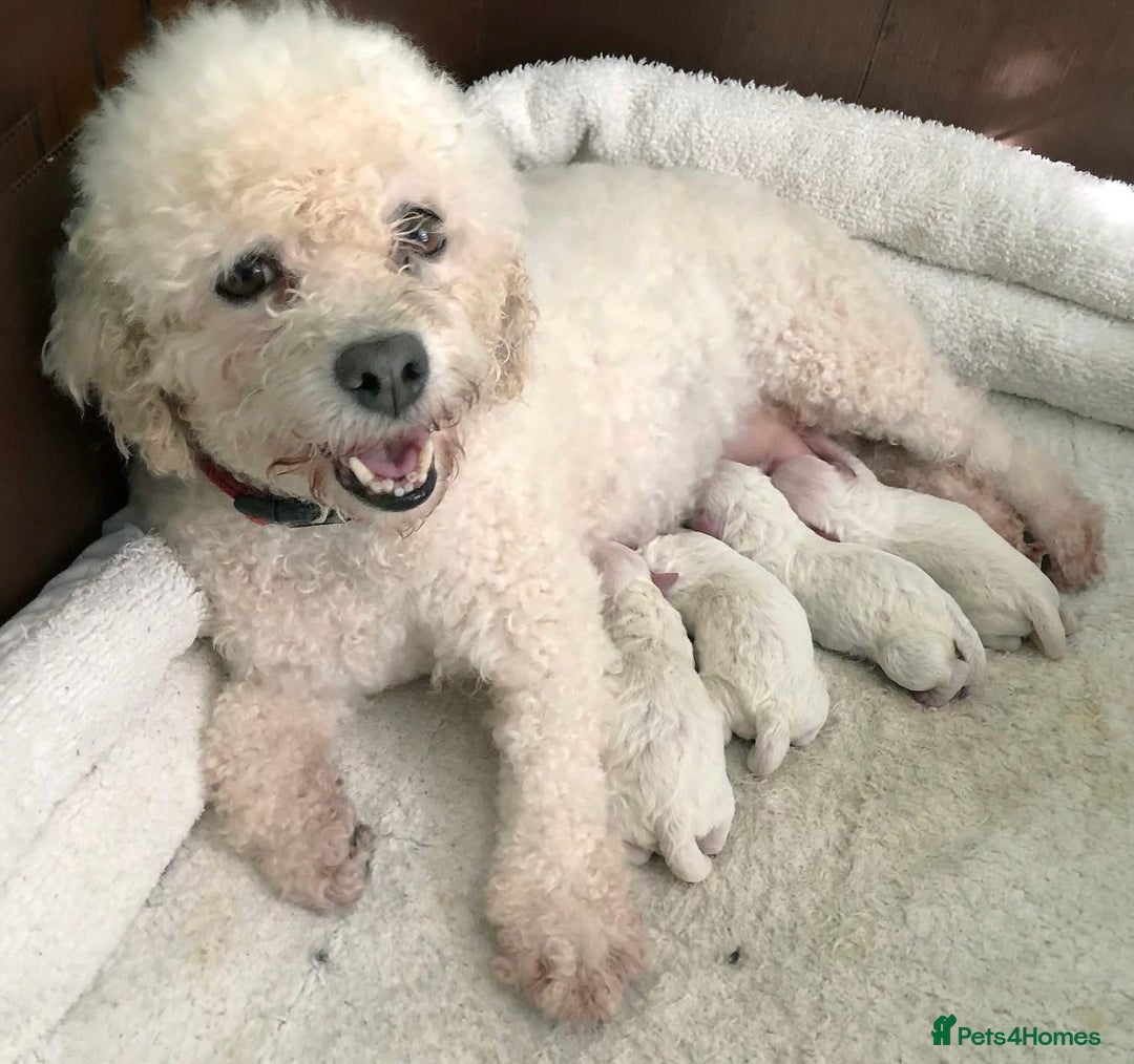 Cavachon dogs for sale: Cavachon puppies - Image 5