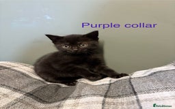 British Shorthair cats for sale: British blue short hair/crossed  - Image 6