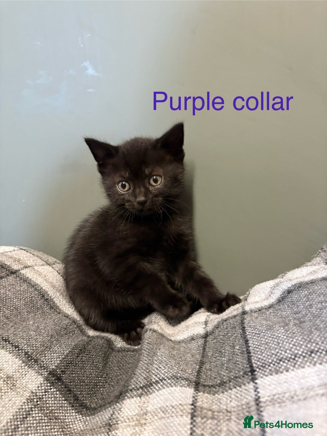 British Shorthair cats for sale: British blue short hair/crossed  - Image 6