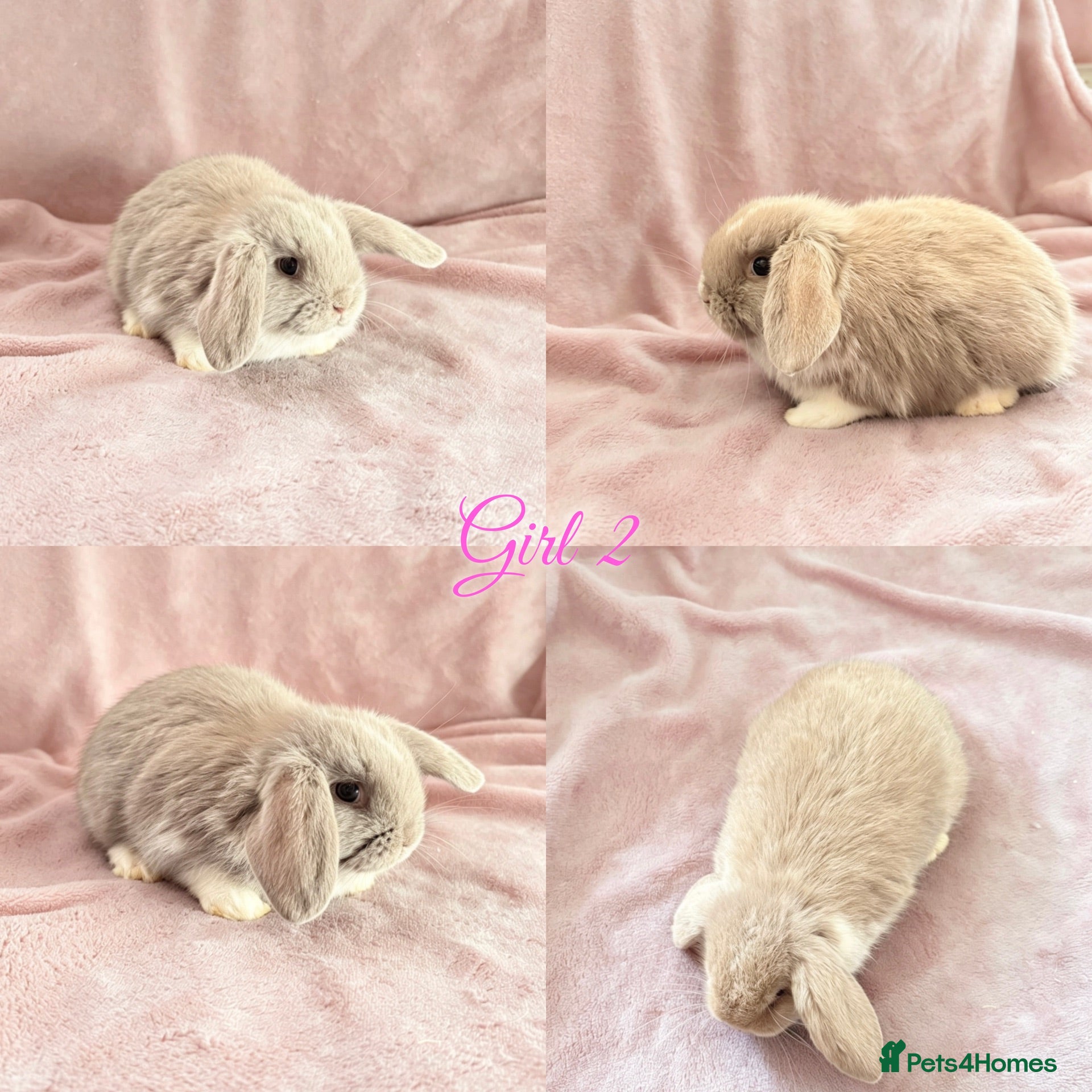 Mini Lop rabbits Baby Mini Lops Ready 01/07 - Advert 2