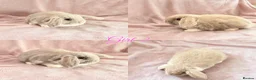 Mini Lop rabbits for sale: Baby Mini Lops Ready 01/07 - Advert 2