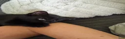 Mixed Breed cats for sale: 5 Beautiful Black Mixed Breed Kittens - Advert 16