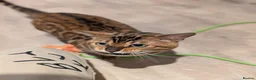 Bengal cats for sale: Retired Male Bengal Seeking Forever Home - Advert 17
