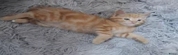Mixed Breed cats for sale: Beautiful ginger fur baby - Advert 2