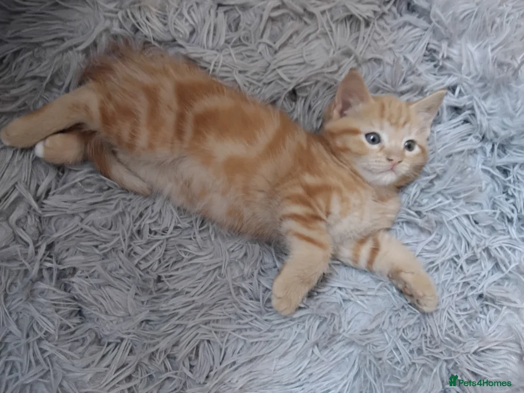 Mixed Breed cats for sale: Beautiful ginger fur baby - Advert 2