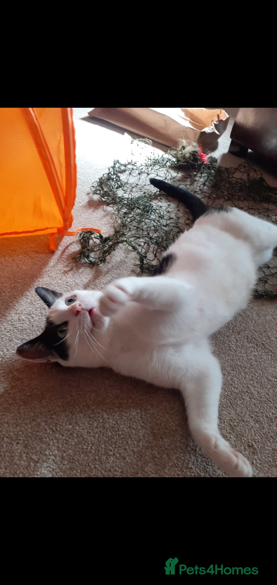 Domestic Shorthair cats for sale: Beautiful girl  - Image 8