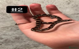 Corn Snake reptiles for sale: eight corn snakes hatchlings ready to be bought ! - Image 3