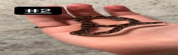 Corn Snake reptiles for sale: eight corn snakes hatchlings ready to be bought ! - Advert 3
