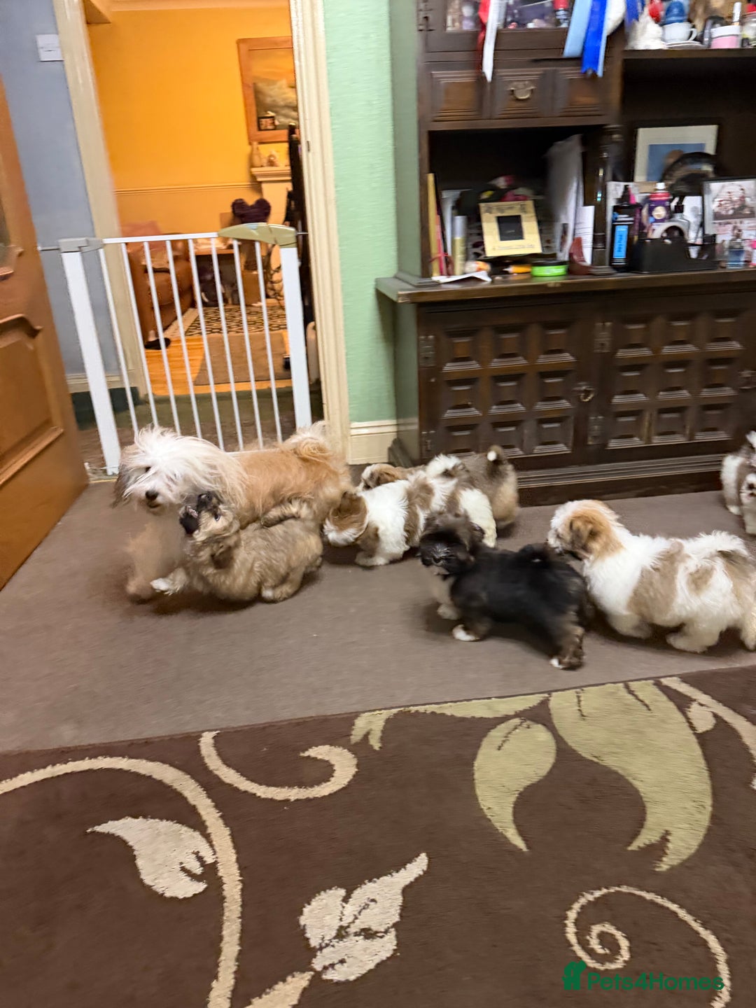 Havanese dogs for sale: ***Amazing Havanese Puppies *** - Advert 2