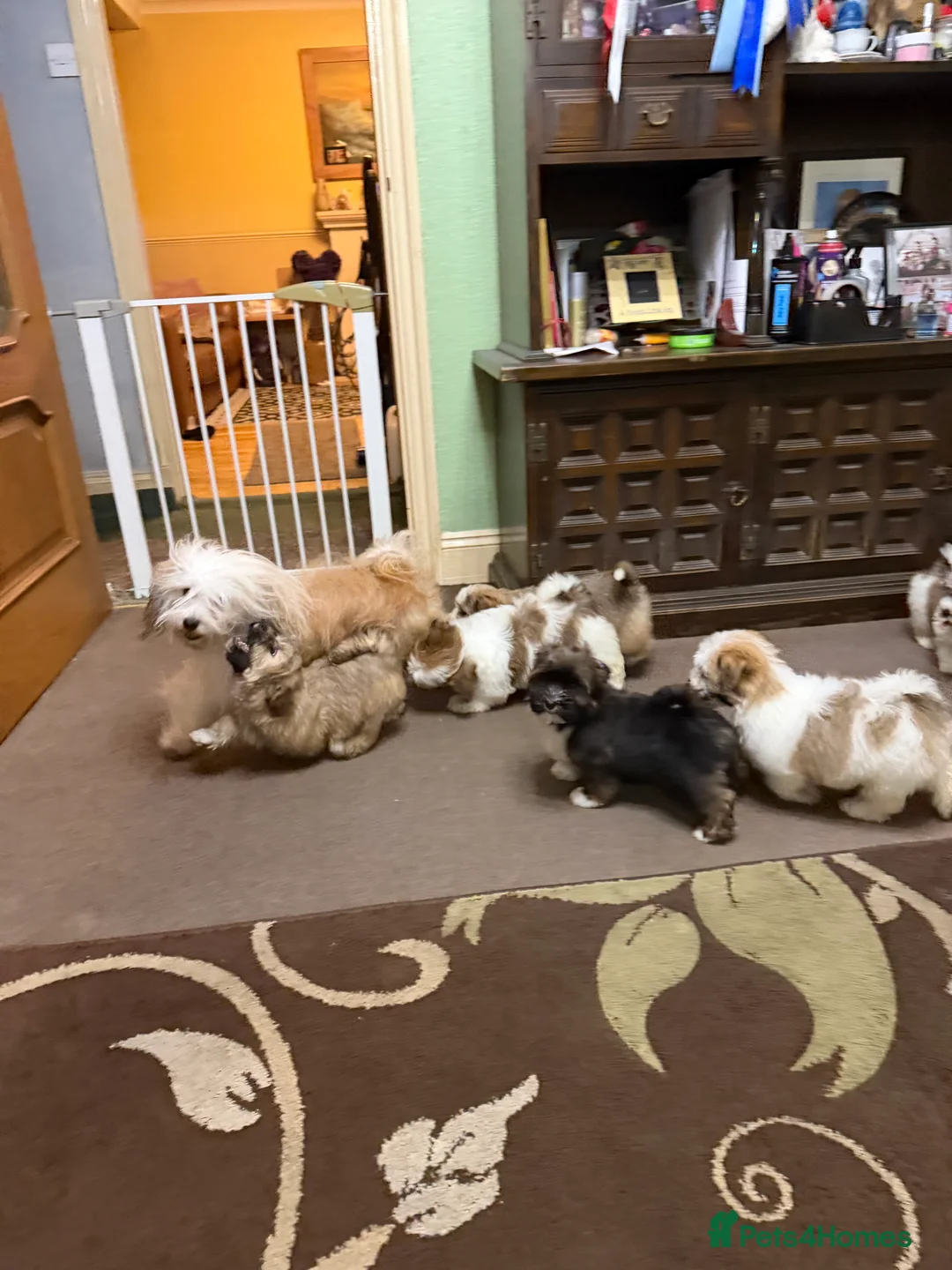 Havanese dogs for sale: ***Amazing Havanese Puppies *** - Advert 2