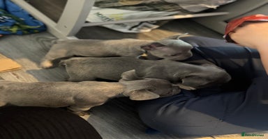 French Bulldog dogs - Advert 15