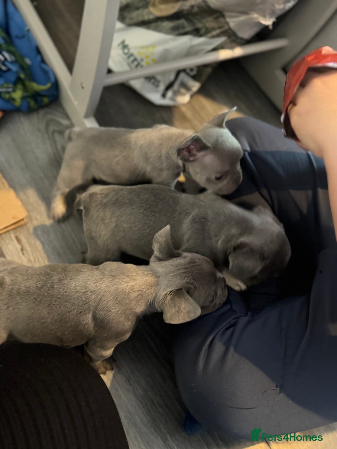 French Bulldog dogs for sale: 3 beautiful frenchie boys  - Image 2