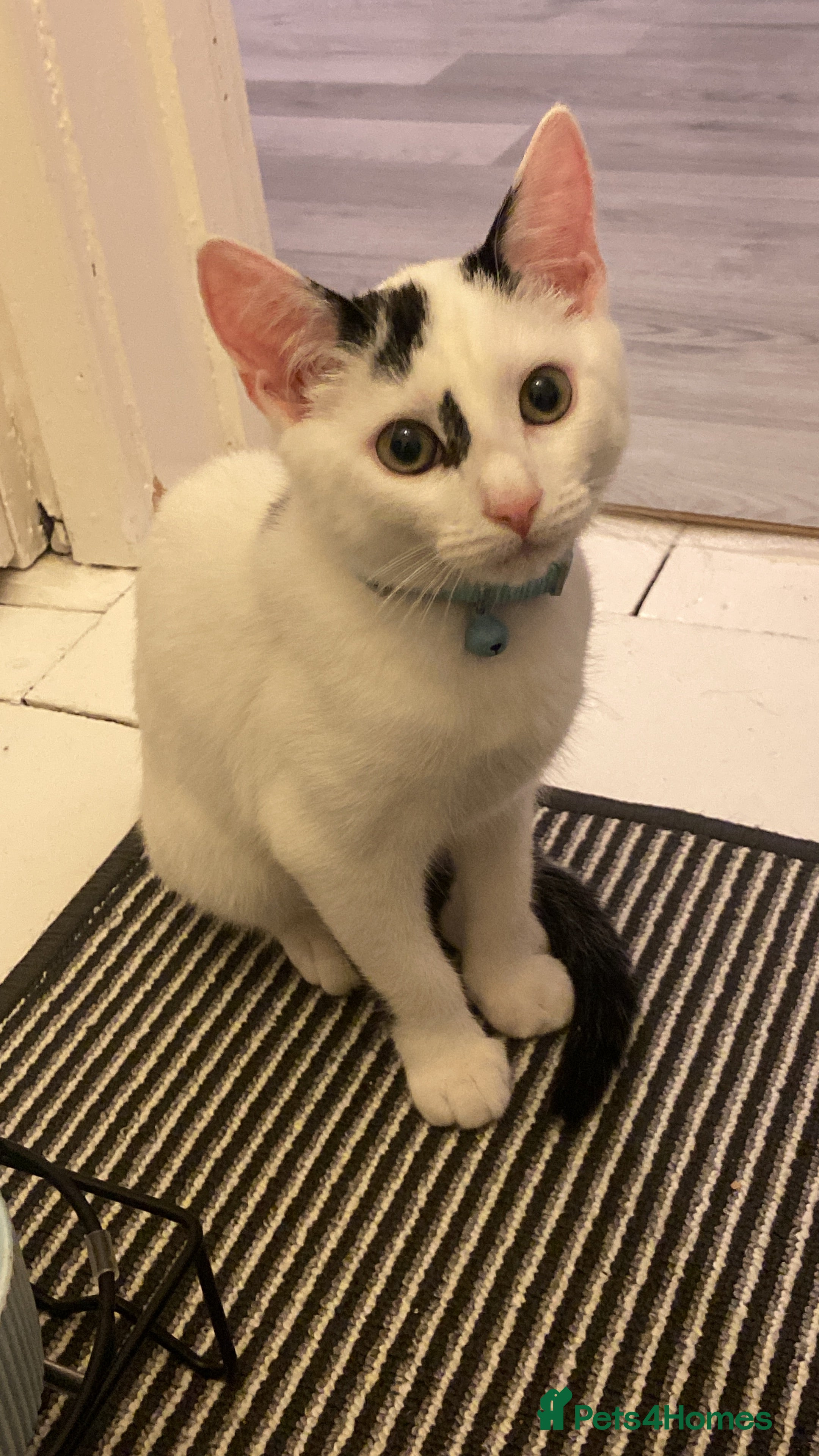 Domestic Shorthair cats White and black cat  - Advert 1