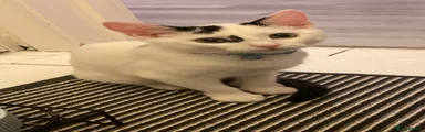 Domestic Shorthair 1