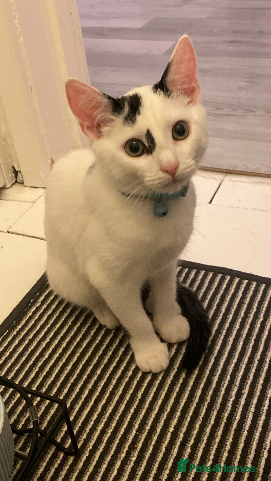 Domestic Shorthair cats for sale: White and black cat  in Wigan - Advert 1