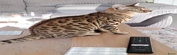 Bengal cats for sale: Bengal female cat 14 months old in Washington - Advert 4