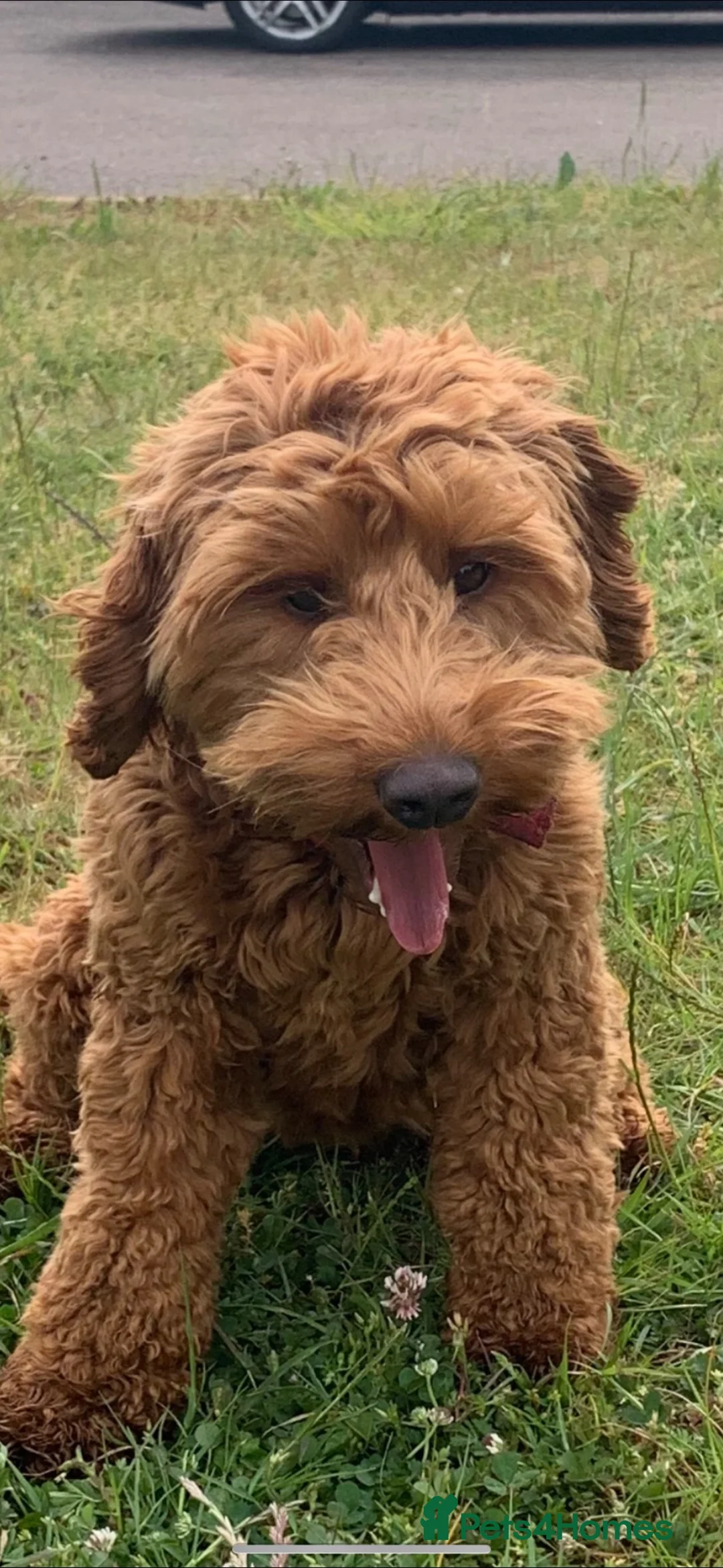 Cockapoo dogs for sale: Curly cockatoo  - Advert 1
