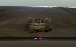 Maine Coon cats for sale: Maine coon x Russian Blue - Image 1