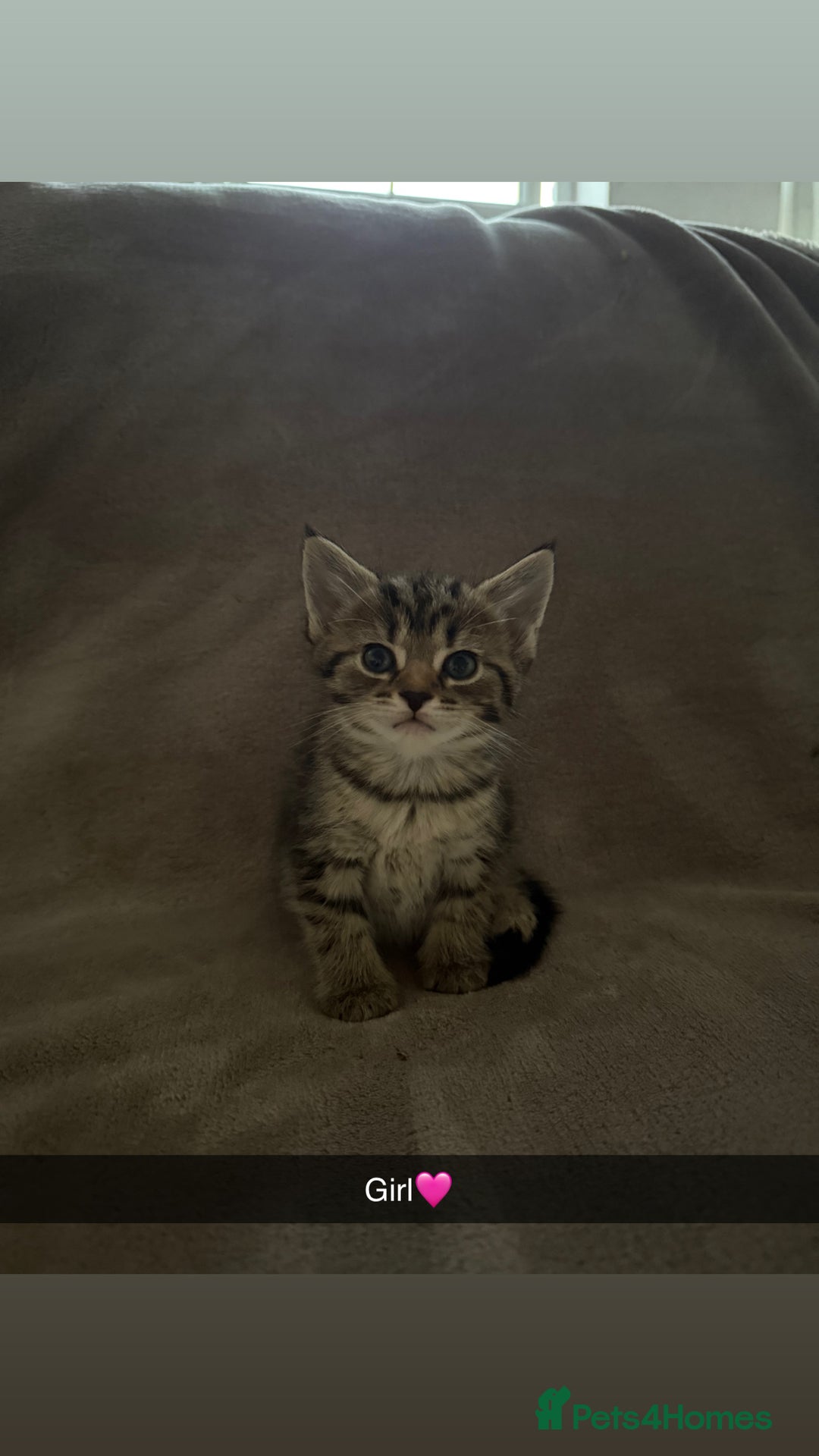 Maine Coon cats for sale: Maine coon x Russian Blue - Image 1