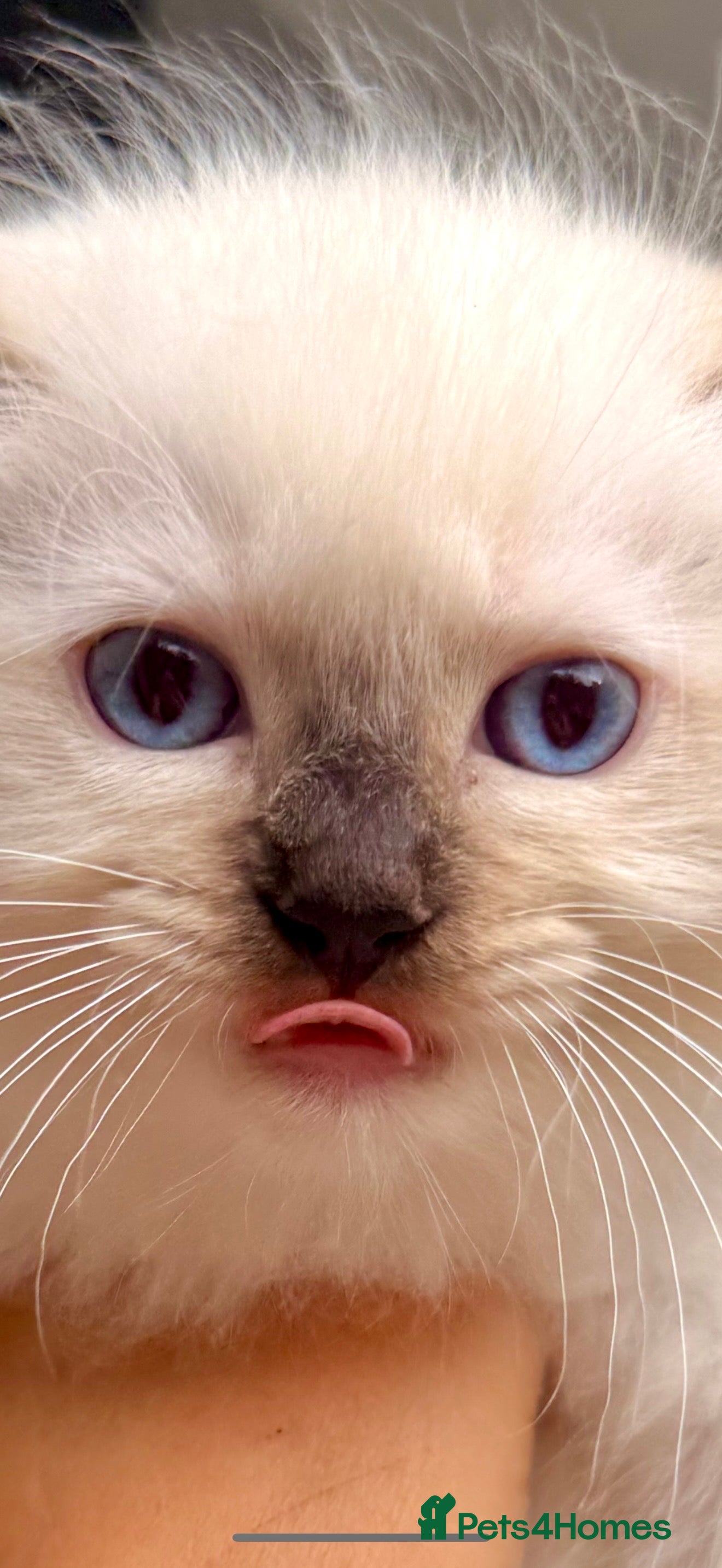 Ragdoll cats 🏆Sired by Imperial Grand Champion TICA REGISTERED - Advert 2