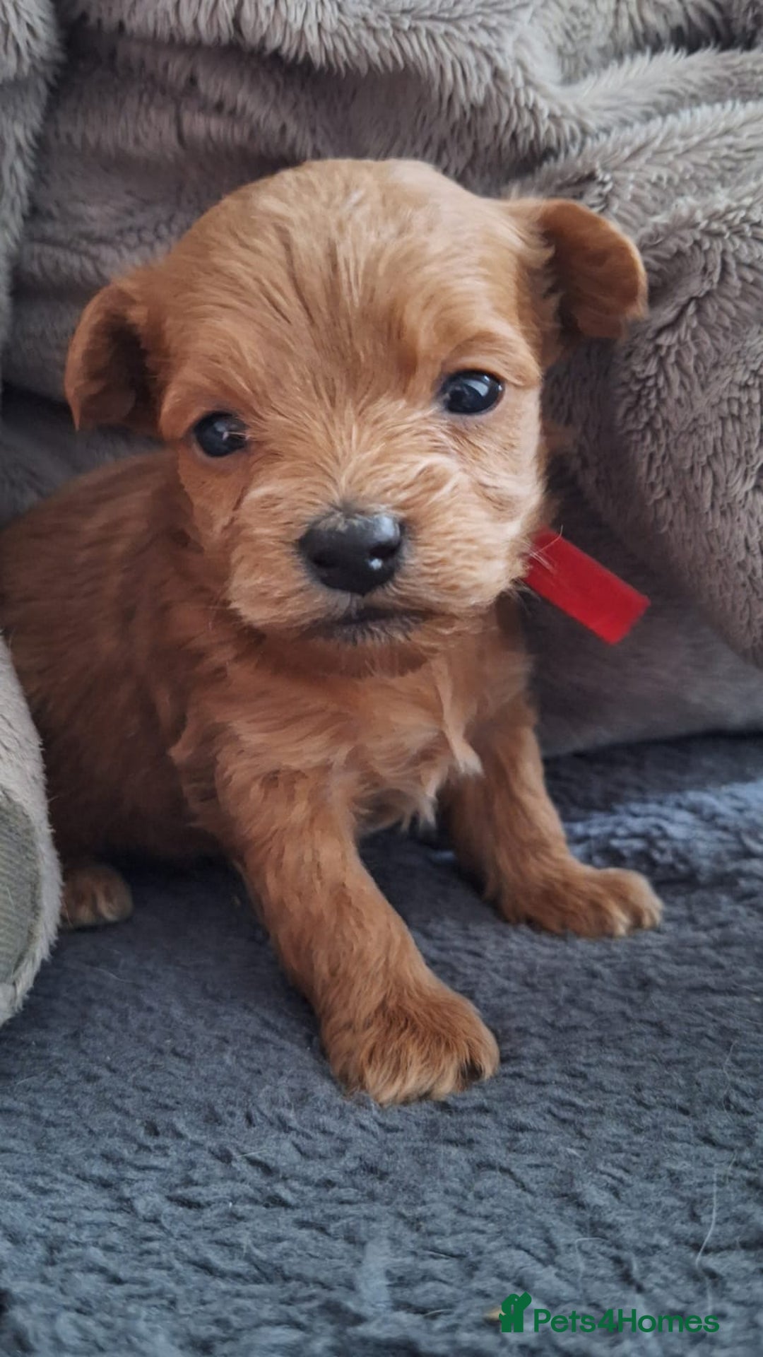 Chipoo dogs for sale: Asian chipoo  - Advert 17