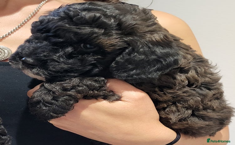 Cockapoo dogs - Advert 9