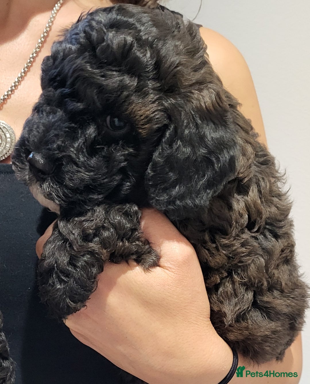 Cockapoo dogs for sale: Mr David  - Image 1