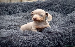 Miniature Dachshund dogs for sale: Beautiful litter of miniature dachshund puppies  - Image 8