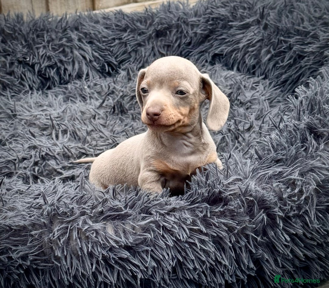 Miniature Dachshund dogs for sale: Beautiful litter of miniature dachshund puppies  - Image 8