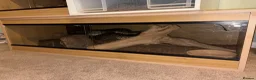 Python Snake reptiles for sale: Male Carpet Python - Advert 4
