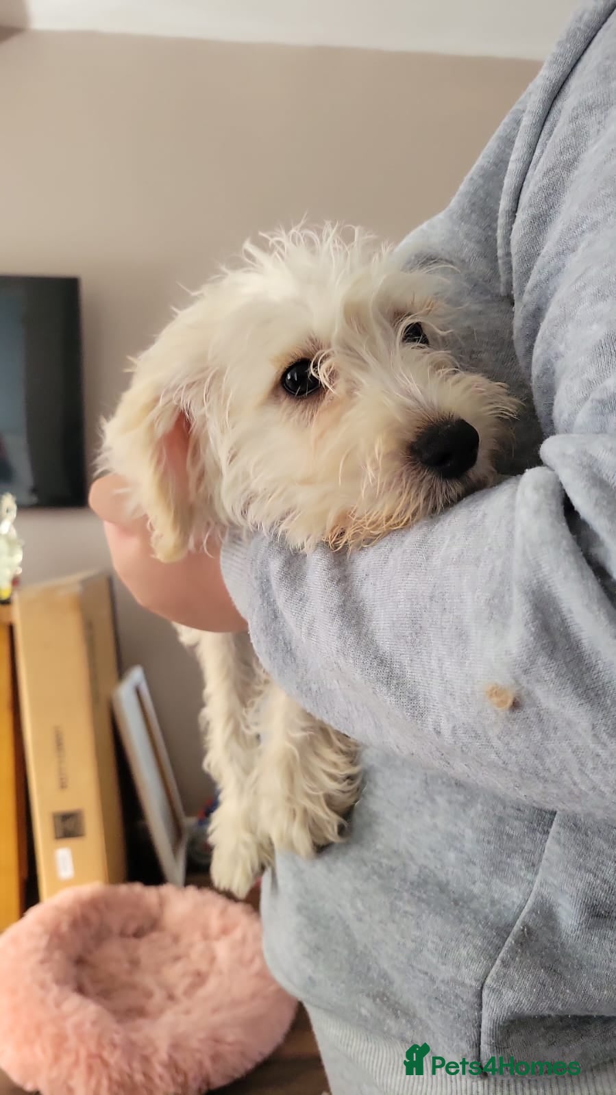 Mixed Breed dogs Schnoodlepoo - Advert 10