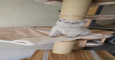 British Shorthair cats - Advert 4