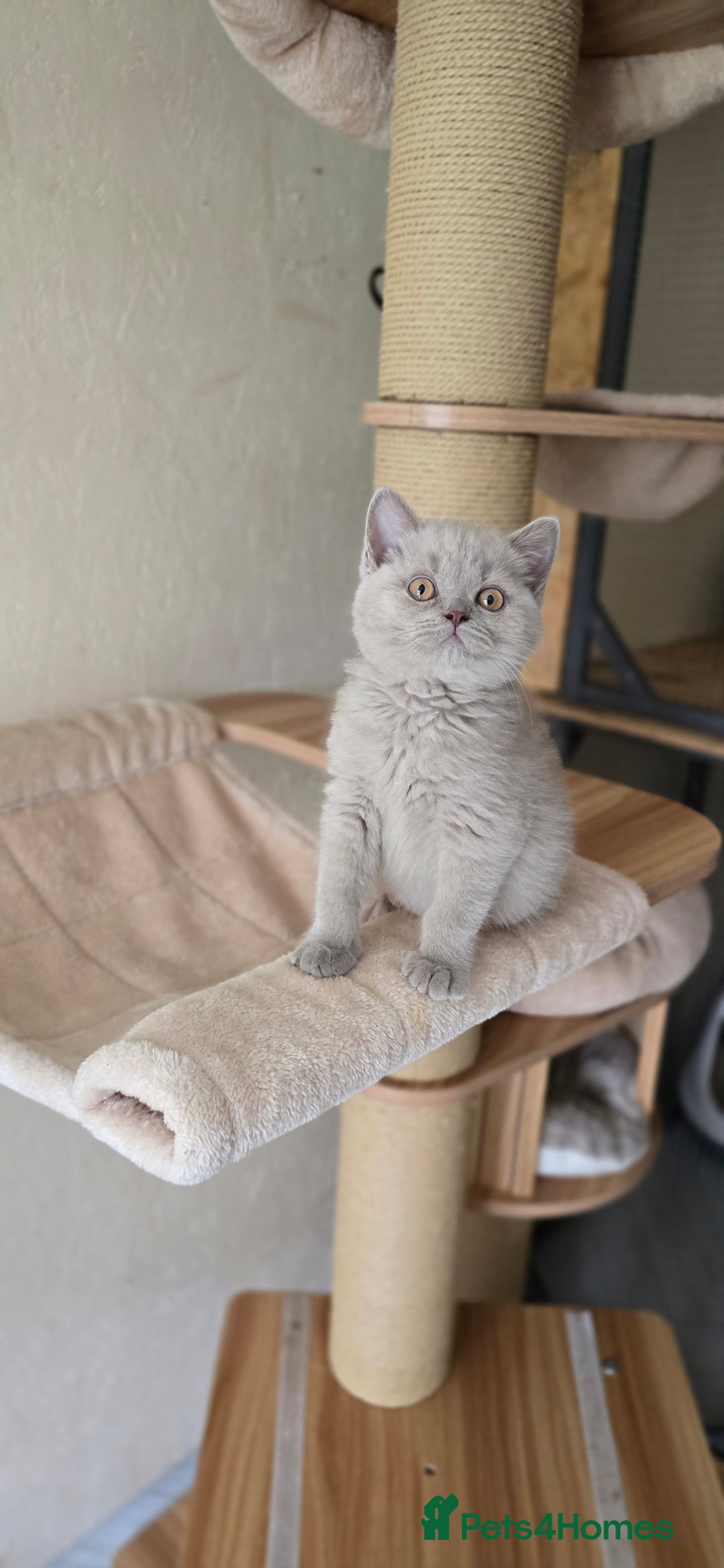 British Shorthair cats for sale: Lilac British Shorthair boy - Image 2