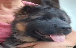 German Shepherd dogs for sale: TOP QUALITY LINES GSD PUPS AVAILABLE NOW - Image 4