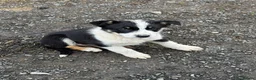 Border Collie dogs for sale: Border collie bitch - Advert 3