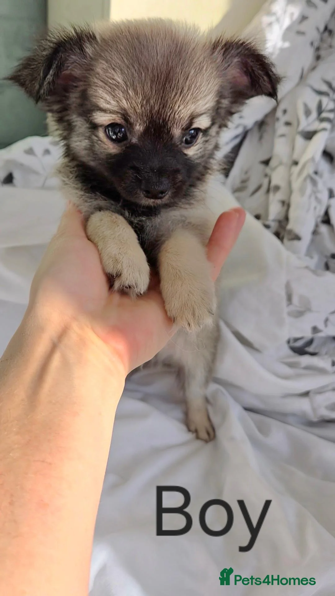 Chihuahua dogs for sale: Ready to leave Now long Coat Chihuahua male pup - Advert 2