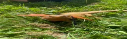 Bearded Dragon reptiles for sale: Mango (mags) in Peacehaven - Advert 4