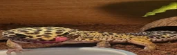 Leopard Gecko reptiles for sale: Male leopard gecko , with tank and accessories  in Canterbury - Advert 4