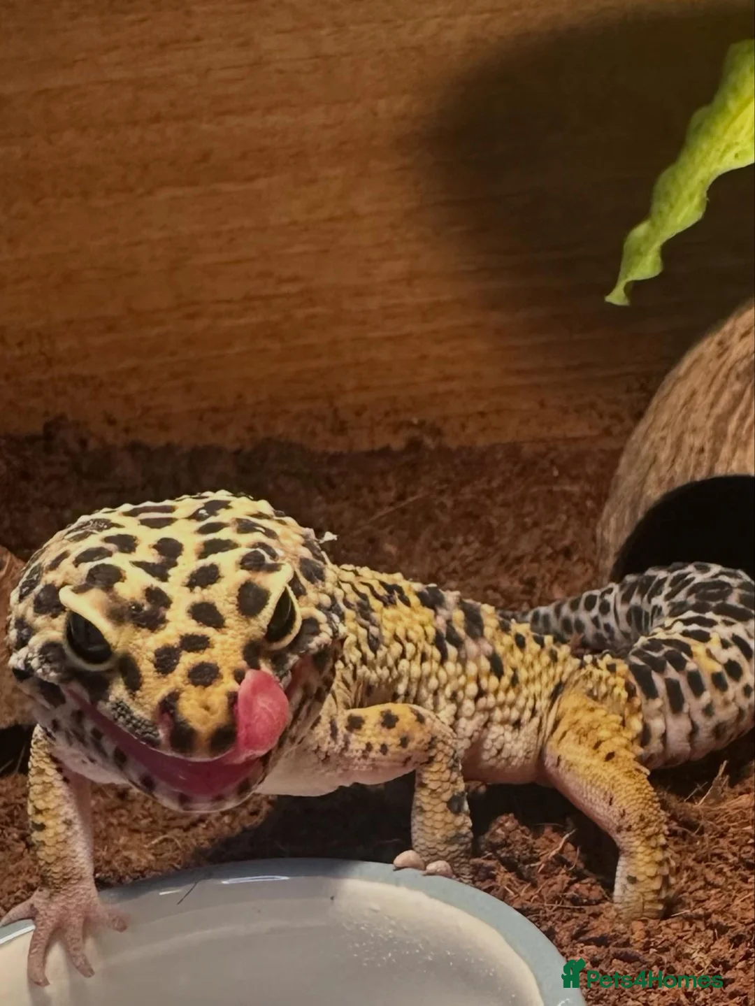 Leopard Gecko reptiles for sale: Male leopard gecko , with tank and accessories  in Canterbury - Advert 4
