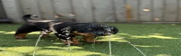 Rottweiler dogs for sale: ⭐️4 Rottweiler Boys For Sale ⭐️ - Advert 20