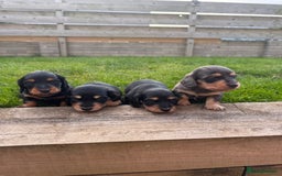 Miniature Dachshund dogs for sale: *Last 1 left* KC long haired mini dachshunds - Image 10