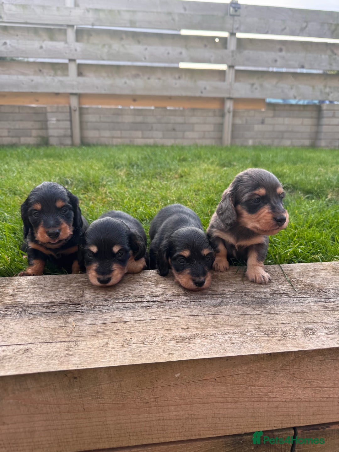 Miniature Dachshund dogs for sale: *Last 1 left* KC long haired mini dachshunds - Image 10