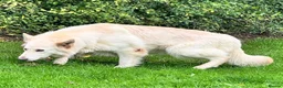 German Shepherd dogs for sale: STUNNING GERMAN SHEPHERD PUPPIES !!!!!!!! in Ilford - Advert 15