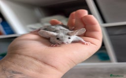 Mouse rodents for sale: Fancy mice looking for homes  - Image 4