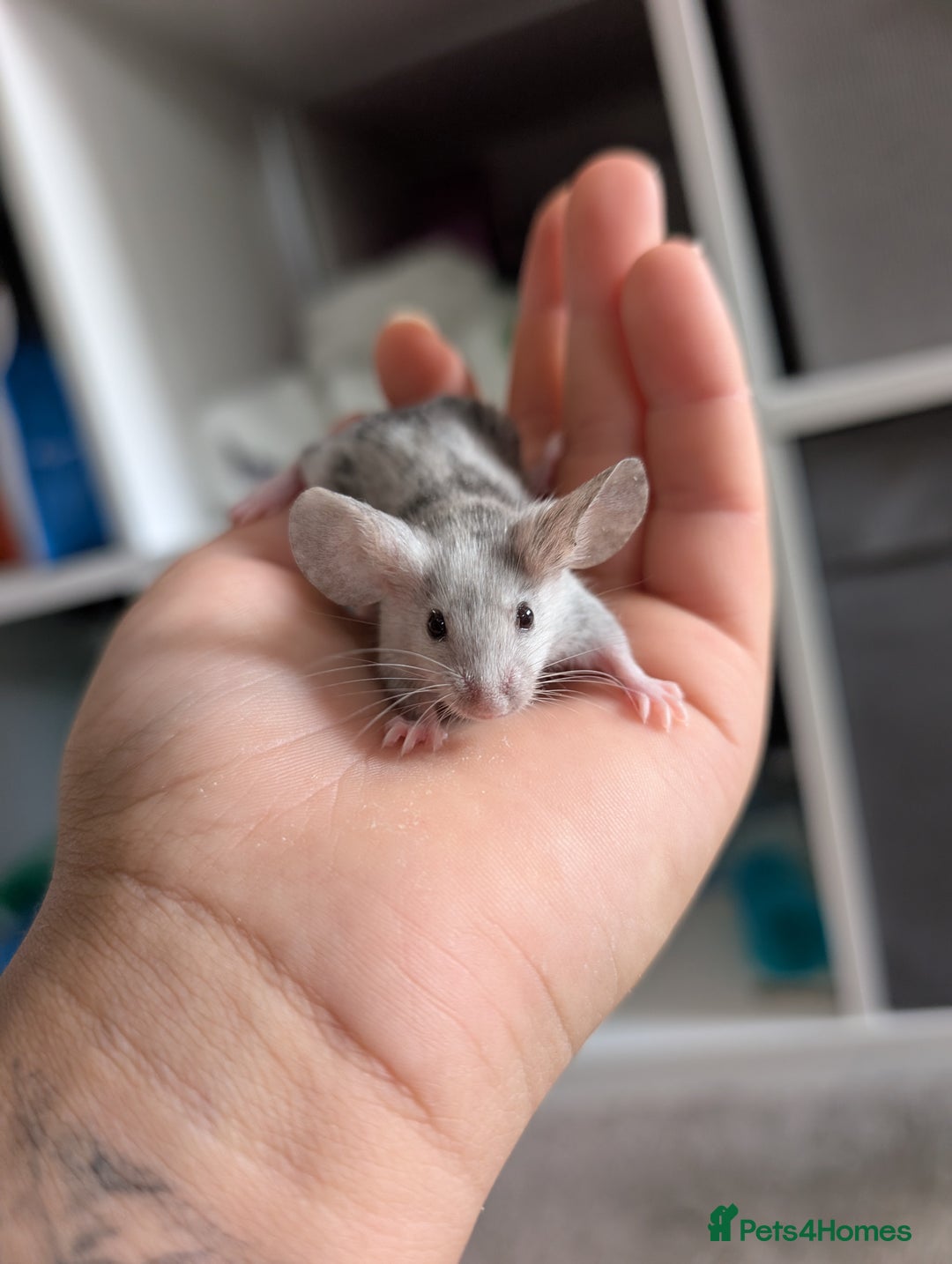 Mouse rodents for sale: Fancy mice looking for homes  - Image 4
