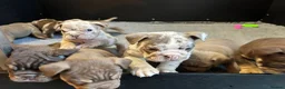 English Bulldog dogs for sale: One Of A Kind English Bulldogs DWKC in Luton - Advert 2