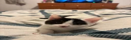Mixed Breed cats for sale: Just over 10 week old male kitten in Liskeard - Advert 4