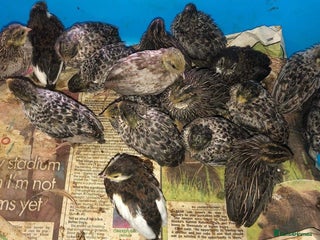 Quail poultry QUAILS CHINESE PAINTED BUTTONS ! - Advert 2